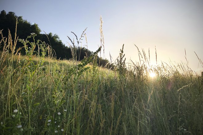 Ko trajajo ti dolgi dnevi, imam občutek, da se kopam v svetlobi, da postaja moja duša vse bolj čista. FOTO: Jure Eržen/Delo