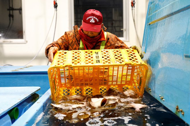 V Južni Koreji se je prodaja rib in morske trave, ki je nepogrešljiv del vzhodnjaške kuhinje, povečala kar za polovico, potem ko so napovedali, da se bo na začetku poletja začel dolgotrajni proces izpuščanja vode iz Fukušime. FOTO: Kim Kyung-hoon/Reuters