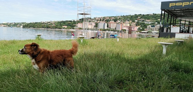 Tudi pred psi je dolgo vroče poletje, a niso vsi najbolj navdušeni plavalci. FOTO: Boris Šuligoj