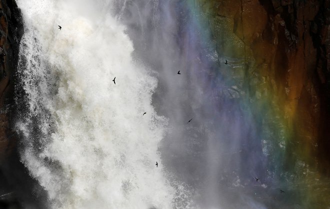 Ptice letijo nad Iguazu slapovi v narodnem parku v bližini južnega brazilskega mesta Foz do Iguacu v Braziliji. Foto: Agustin Marcarian/Reuters