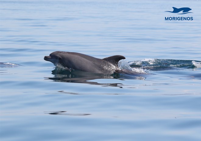 Naši delfini, ki so ključni člen morskega ekosistema, dočakajo 60 let in več, največje smrtne nevarnosti, ki prežijo nanje, pa so trki s hitrimi in glasnimi plovili ter ribiške mreže.

FOTO: arhiv društva Morigenos