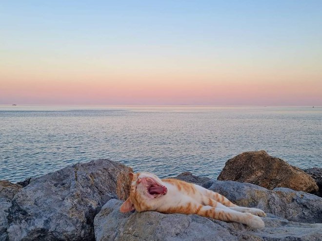 Najbolj me boli odnos do živali, zlasti psov, ki so veliko na slabšem kot mačke. FOTO: Boštjan Videmšek 