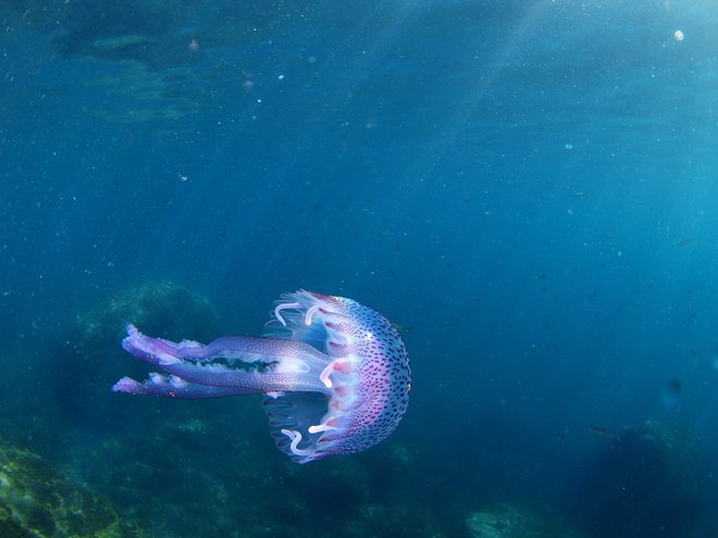 Takšna je mesečinka (Pelagia noctiluca), velika vsega 3 do 12 centimetrov, njene komaj opazne nitkaste lovke pa lahko segajo tudi več metrov stran od nje. Zato nas lahko ožge, še preden se je dotaknemo. FOTO Shutterstock 