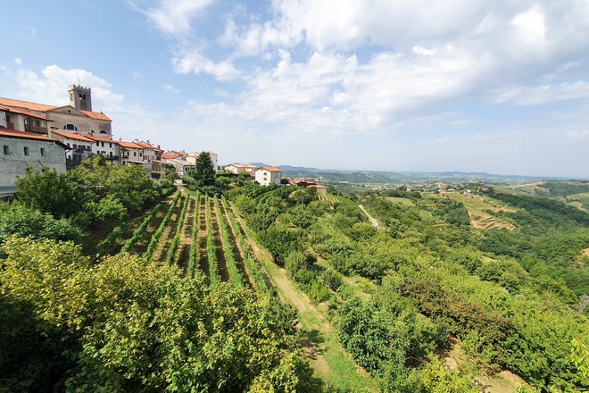 V Goriških Brdih vsa vina vsebujejo žlahtno zgodbo; od rebule do cabernet sauvignona. FOTO: Marko Feist