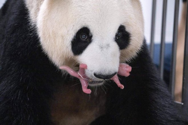 Južnokorejski živalski vrt Everland v Yonginu je naznanil rojstvo prvih dvojčic orjaške pande v državi in na spletu sprožil veliko navdušenje. Foto: Handout/Afp