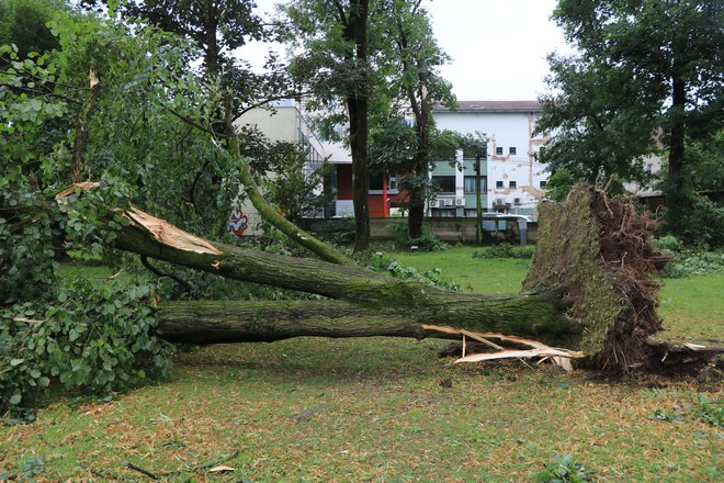 Posledice neurja. FOTO: Jože Pojbič