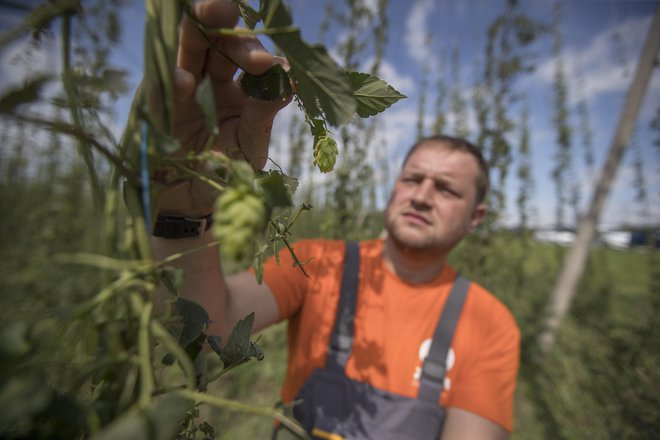 V Sloveniji je bilo v zadnjih letih več izrednih dogodkov, ki so vplivali na pridelek. Hmeljarju Primožu Žagarju je denimo toča predlanskim uničila skoraj ves hmelj. FOTO: Leon Vidic