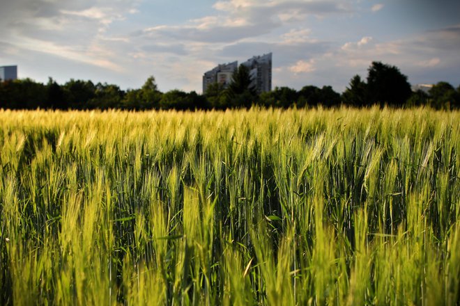 Sheme za okolje in podnebje so novost v neposrednih plačilih. Vključevanje vanje je prostovoljno, kmetje se lahko vsako leto znova odločajo za vpis. FOTO: Jože Suhadolnik/Delo