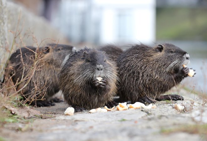 Nutrije, simpatične prebivalke rečnih nabrežij, so v teh dneh vnesle veliko mero nemira v slovensko politiko. FOTO: Dejan Javornik