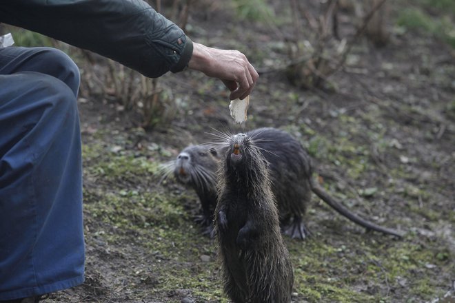 Več kot dvajset tisoč ljudi je podpisalo peticijo proti poboju nutrij. FOTO: Mavric Pivk/Delo