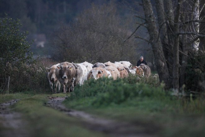 Če bodo kmetje prepuščeni samim sebi, bo to vplivalo na njihovo odločitev o nadaljnjem kmetovanju, pravi predsednik kmetijsko gozdarske zbornice Roman Žveglič. FOTO: Mavric Pivk