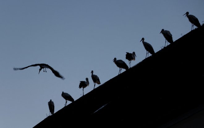 Dobrodelne organizacije so zaradi nedavnih dogodkov v avstrijski prestolnici ponudile dodatna zavetišča za brezdomce. FOTO: Leonhard Foeger/Reuters