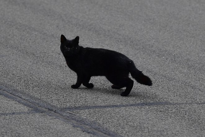 Ponekod na zemeljski obli – od ZDA do Indije in naprej – danes slavijo dan črnih mačk. FOTO: Gary A. Vasquez/Usa Today Sports
