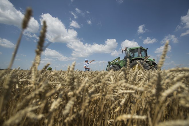 Prilagajanje kmetijstva na podnebne spremembe je treba okrepiti, v nasprotnem primeru bomo prisiljeni iskati nenačrtne rešitve, ki bodo veliko dražje, opozarja računsko sodišče. FOTO: Jure Eržen/Delo