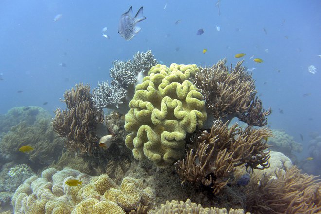 Oceani pokrivajo večino planeta, zato je ohranjanje življenja v njih ključno za čim večjo biotsko raznovrstnost. FOTO: William West/AFP