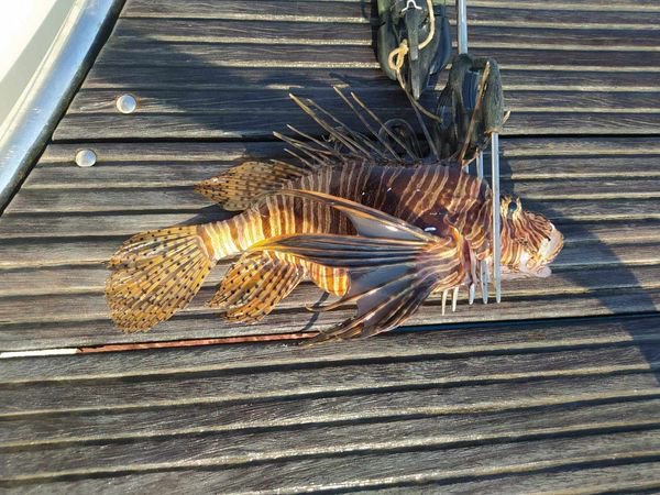 Hrvaški Inštitut za oceanografijo je pred dnevi opozoril javnost, da v južnem Jadranu opažajo vse več plamenk. FOTO: FB Inštitut za oceanografijo in ribištvo Split