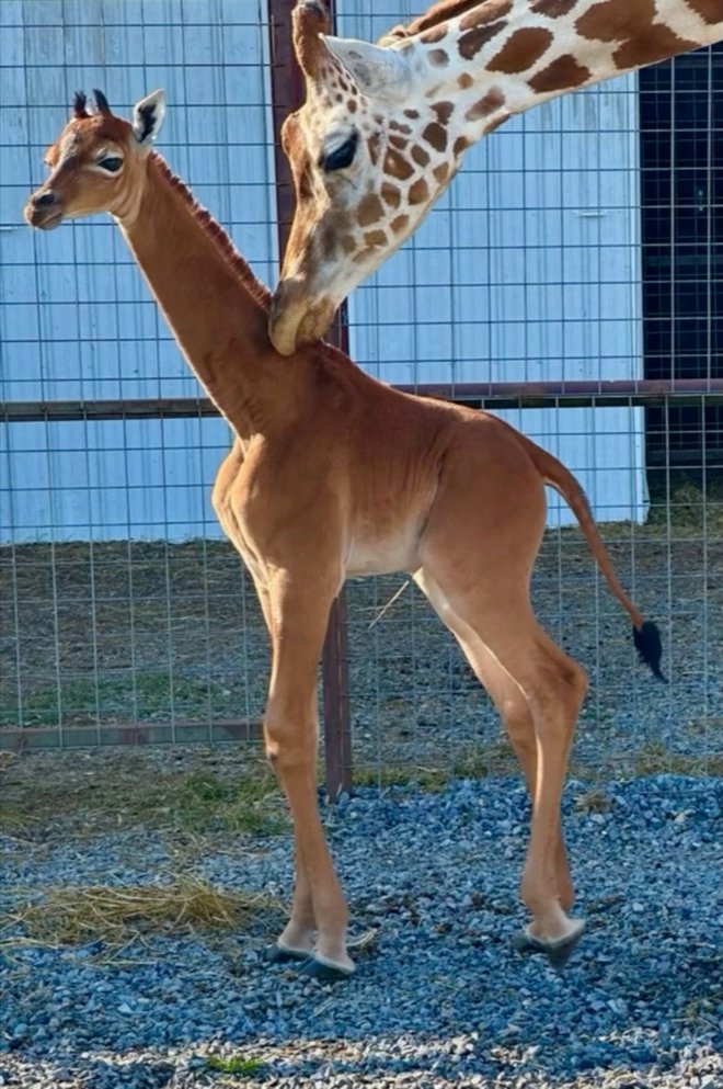 Res redko se skoti žirafa brez značilnega vzorca. FOTO: Bright's Zoo/Reuters

 