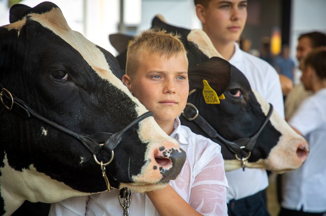 Glavnina izpustov v kmetijstvu je povezanih z živinorejo, ki pa ima tudi pozitivne učinke, je dejala Tanja Gorišek s kmetijskega ministrstva. FOTO: Voranc Vogel/Delo