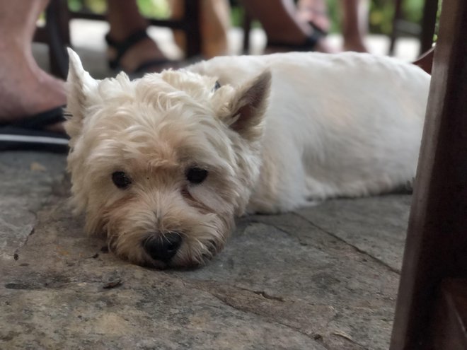 Nacho je poletne počitnice sklenil z obiskom veterinarja. Foto Mila in Filip/Pitve, Hvar