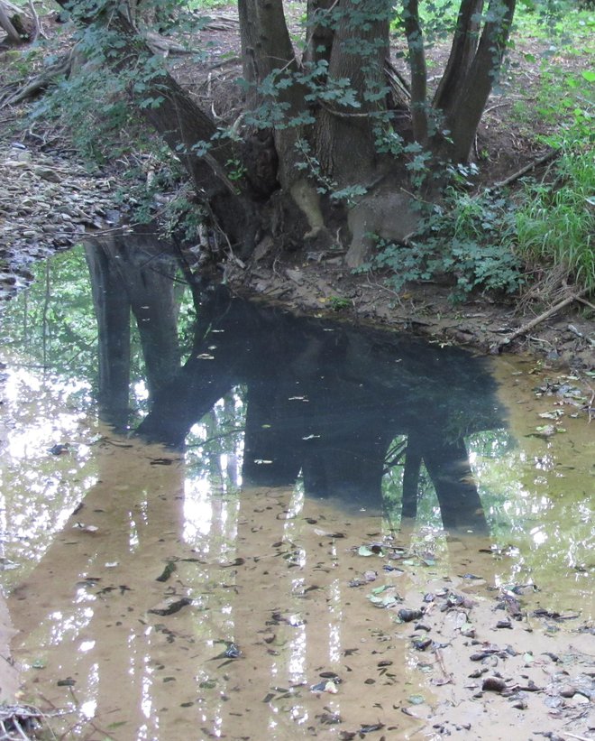 Iz nesaniranega odlagališča odpadkov Globovnik iztekajo tekočine nanavadnih barv. FOTO: Park Škocjanske jame