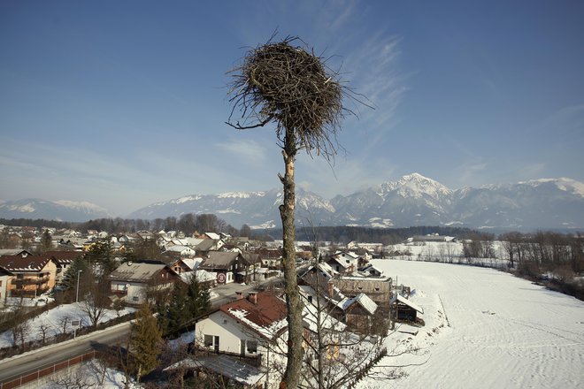 Občutek, ko mladiči odletijo po svoje, je lep. FOTO: Uroš Hočevar/Kolektiff