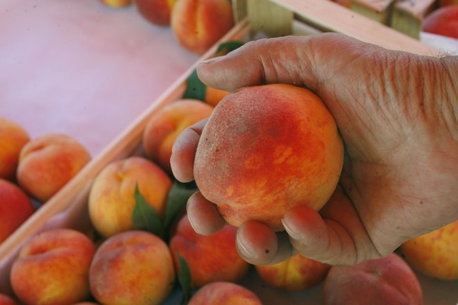 Pošiljko breskev iz Srbije, pri katerih so odkrili prepovedani pesticid klorpirifos, smo pojedli, kot smo pred kratkim poročali v Delu. Fotografija je simbolična. FOTO: Mavric Pivk