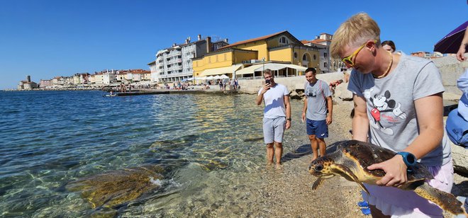 Glavata Carletta gre spet v morske globine s piranske plažice. FOTO: Boris Šuligoj