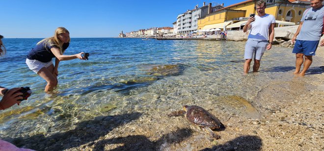 Tako je pogumno zaveslala na plažici in švignila proti jugu. FOTO: Boris Šuligoj