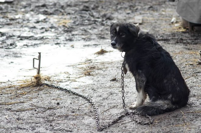 Predlog zakona po novem določa tudi oblikovanje posebne enote uradnih veterinarjev, ki bo opravljala preglede, nadzorovala razmere nastanitev in izvajala ukrepe. FOTO: Oste Bakal