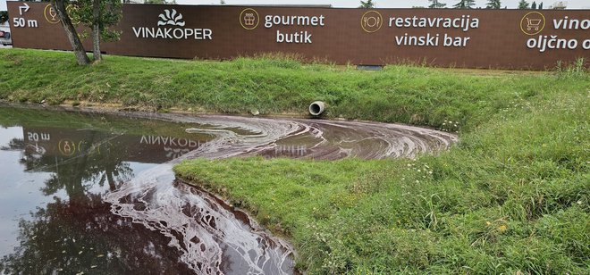 Rdeča tekočina z barvo in vonjem vina se je v reko iztekala tik ob podjetju Vinakoper, kjer poteka trgatev. FOTO: Boris Šuligoj/Delo