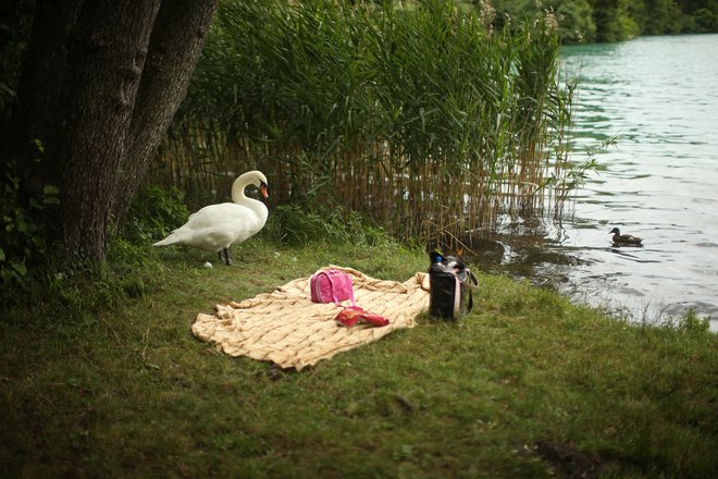 Visoko patogeno aviarno influenco podtipa H5N1 so potrdili pri dveh labodih grbcih. FOTO: Jure Eržen/Delo