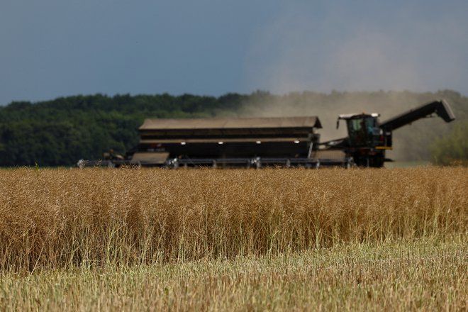 Zaradi ruske blokade na Črnem morju ima Ukrajina težave pri izvozu svojega žita na svetovni trg. Zato ga je več končalo na trgu Evropske unije. FOTO: Valentyn Ogirenko/Reuters