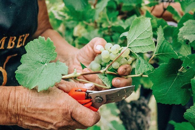 Sprememba podnebja pri pridelavi grozdja, primernega za peneča vina, zelo pomaga.FOTO: Turistična skupnost mesta Jastrebarsko