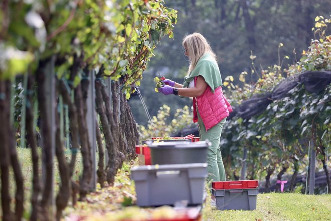 V vinogradu, ki so ga na južnem pobočju griča pod Ljubljanskim gradom uredili leta 2016, so danes opravili trgatev.  FOTO: Črt Piksi/Delo