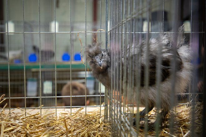 Zakonsko besedilo določa tudi oblikovanje posebne enote uradnih veterinarjev, ki bo opravljala preglede, nadzorovala pogoje nastanitev in izvajala ukrepe na ozemlju celotne države. FOTO: Voranc Vogel/Delo