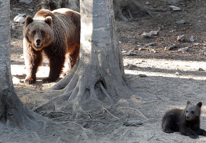Lovci bodo lahko do konca leta odstrelili še 53 medvedov. FOTO: Ljubo Vukelič