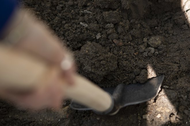 Evropska komisija želi do leta 2030 spodbuditi zasaditev treh milijard dreves. Posameznik lahko posadi drevo in ga zabeleži na odprti aplikaciji MapMyTree.  FOTO: Lukasz Kobus EU