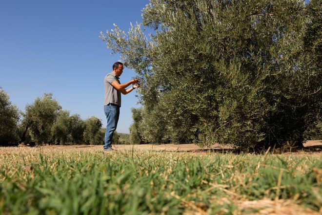 V Španiji je v sezoni 2022-23 po besedah kmetijskega ministra Luisa Planasa proizvodnja oljivnega olja padla na 673.000 ton, kar je občutno pod letnim povprečjem, ki znaša 1,38 milijona ton. FOTO: Jon Nazca/Reuters