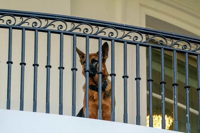 Kazen mora biti vzgojna, tudi če si predsednikov pes. FOTO:  Ken Cedeno Reuters