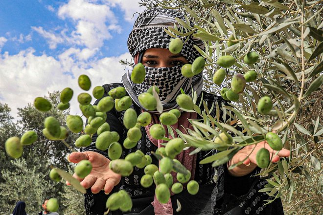 Ženska meče oljke na sveže obran kup pod drevesom med sezono obiranja oljk v Han Junisu na jugu Gaze. Foto: Said Khatib/Afp
