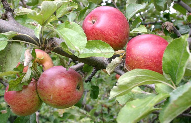 Zdrava jabolka z visokodebelnih travniških sadovnjakov.
FOTO: Danilo Utenkar/Delo