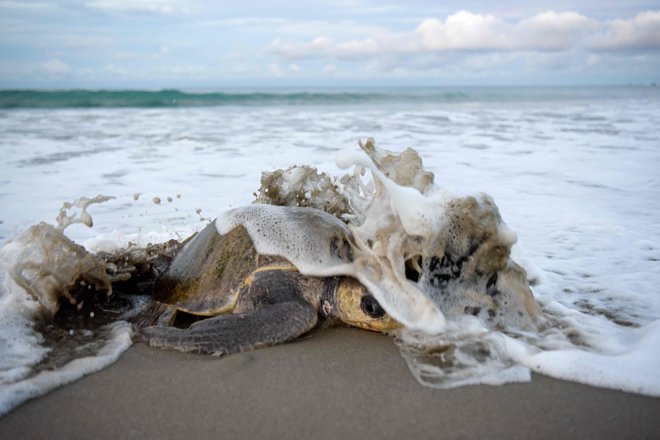 Več kot tisoč morskih želv vrste, ki ji grozi izumrtje, je v četrtek zgodaj zjutraj množično prispelo na plažo La Flor v San Juan del Sur južno od Manague, da bi odložile jajca. Želve pridejo večkrat na leto gnezdit v pesek na območju zavarovanega območja La Flor v Nikaragvi. Foto: Oswaldo Rivas/Afp