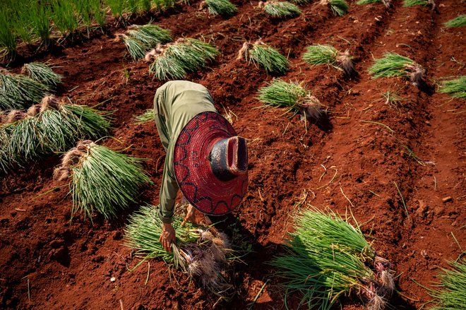 Kmetica nabira čebulo v Alquizarju  na Kubi. Kubanski strokovnjaki so opozorili na nevarnost pomanjkanja hrane na socialističnem otoku, katerega vlada 11 milijonom Kubancev večino hrane razdeli po subvencioniranih cenah prek mehanizmov razdeljevanja. Foto: Yamil Lage/Afp