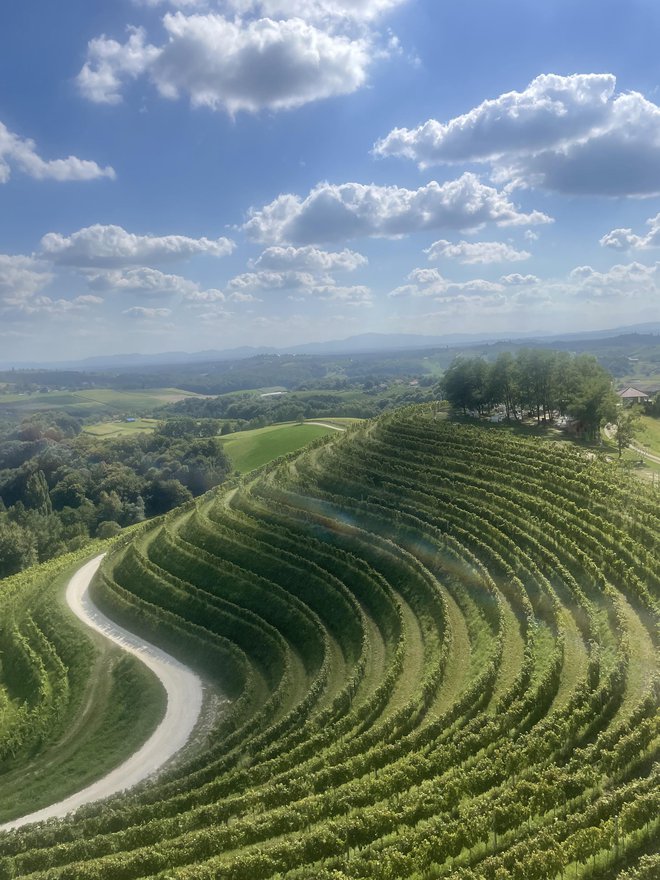 Pogled na vinograde iz Madžerkinega brega. FOTO: Pija Kapitanovič