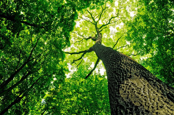 Evropska unija je napovedala ambiciozen načrt: posaditev kar treh milijard dodatnih dreves do leta 2030. FOTO: Depositphotos