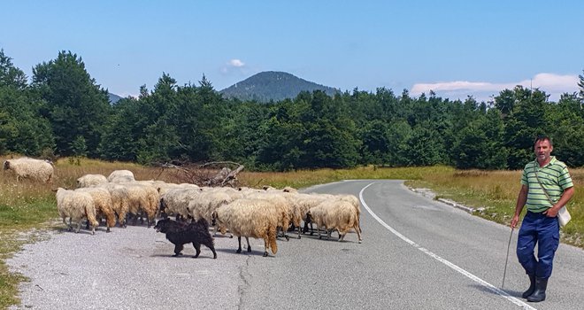 Lujzijana po izstopu iz jezera. Prometa ni. Le čreda dolgodlakih ovac mirno prečka cestišče. FOTO: Aleš Nosan