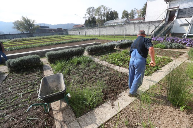 Namen različnih izobraževalnih in drugih programov je, da se obsojenci usposobijo za življenje na prostosti s pridobivanjem delovnih kompetenc, obenem pa, da se odpravijo tveganja za ponavljanje kaznivih dejanj. FOTO: Dejan Javornik/Delo