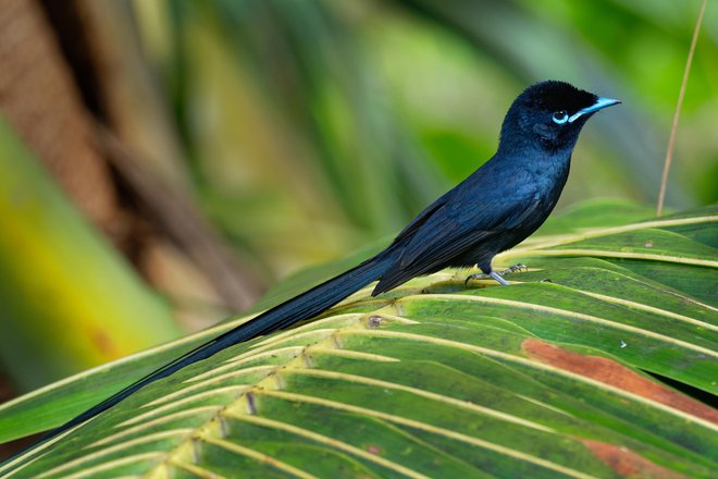Malo črno ptico smo skoraj prignali do izumrtja. Zanimivo pri njej je, da ima relativno majhno genetsko raznovrstnost. Foto Martin Pelanek/Shutterstock