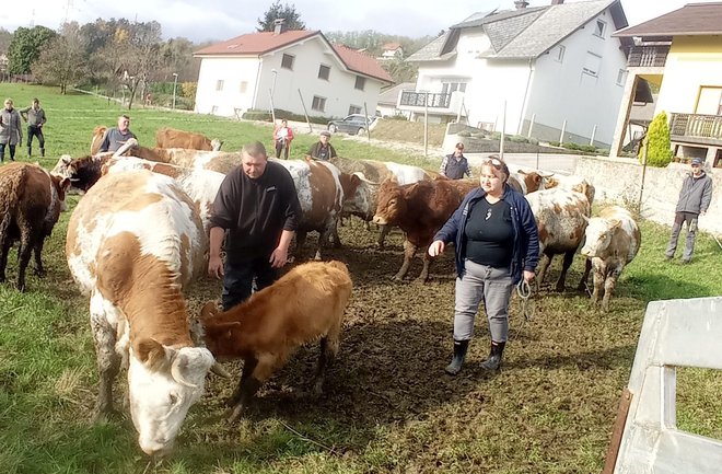 Odvzem krav na kmetiji Veniše. Foto osebni arhiv družine