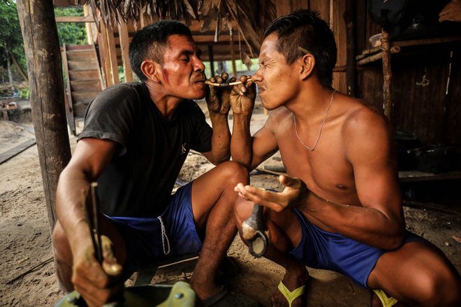 Domorodci vdihavajo yopo, prah iz listov koke in tobaka, v naselju blizu reke Pira Parana v Kolumbiji. Kolumbijski domorodci se med tem obredom povežejo z džunglo in svojimi predniki ter iščejo odgovore na probleme, ki jih pestijo. Foto: Juan Pablo Pino/Afp